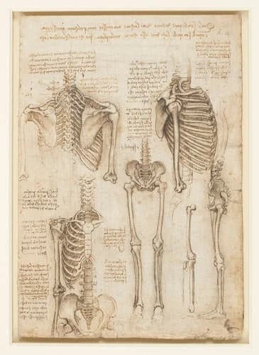Anatomical Study - Da Vinci